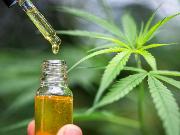 Facts Everyone Should Know About Cannabis Oil