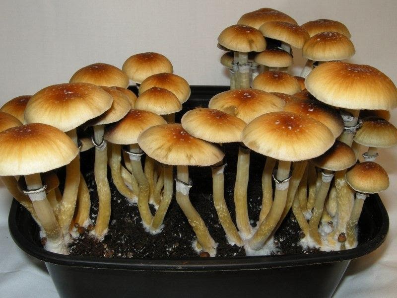 Place It In Your Mouth And Taste Heaven – Buy Shrooms Online