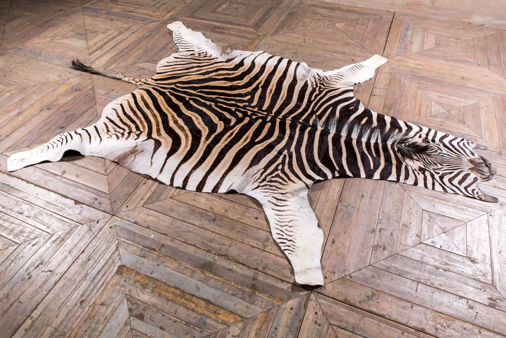 All You Need To Know About Zebra skin rug