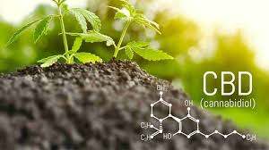 What are the frequently asked questions about CBD?