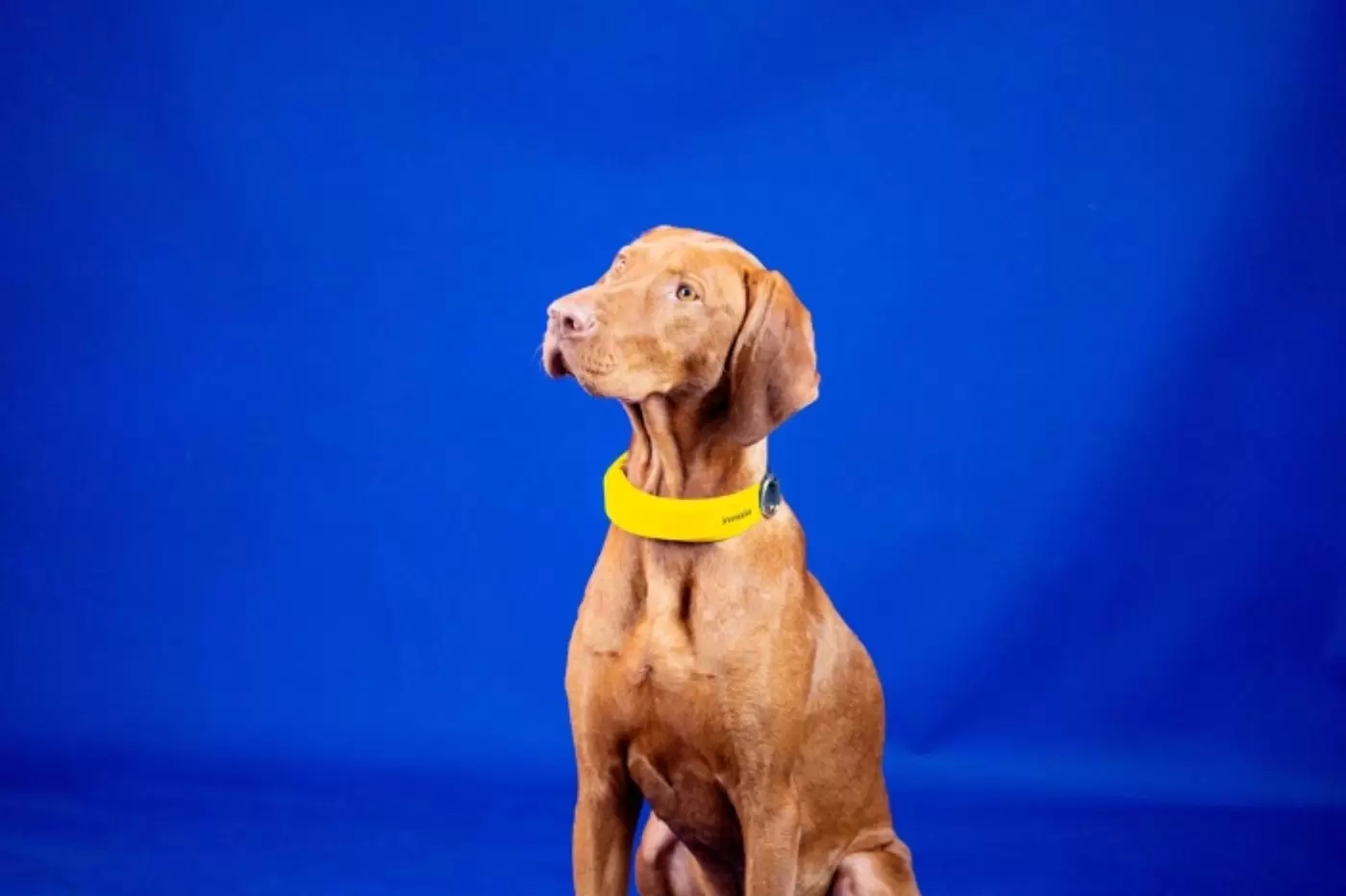 Get to know the Best Recovery Collars for Vizslas