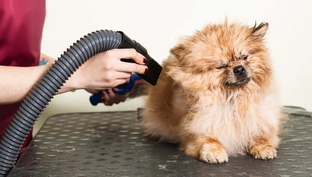 Dog Blow Dryer – Is It Advantageous For Groomers?