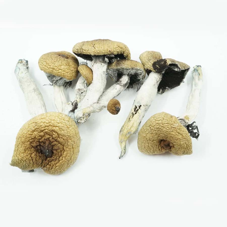 Buy shrooms online: Makes use of and unwanted effects of wonder fresh mushrooms