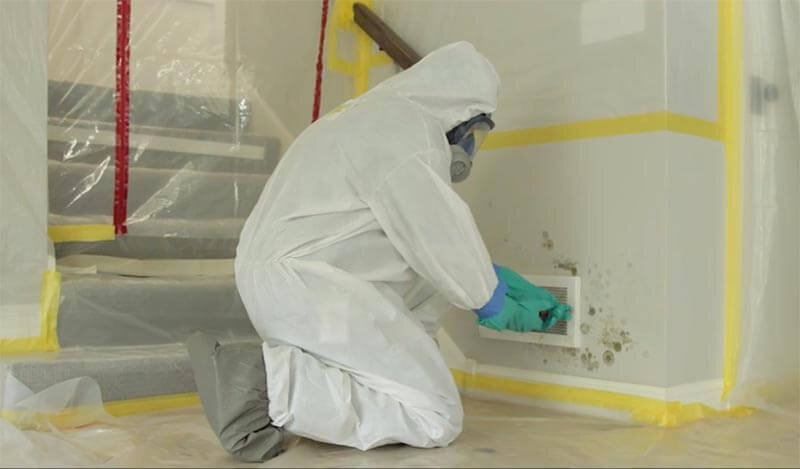 The Real Cost of Mold Inspections: Free vs. Paid Services